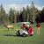 Elk on Golf Course
