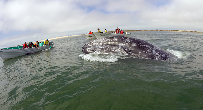 Un-cruise adventures