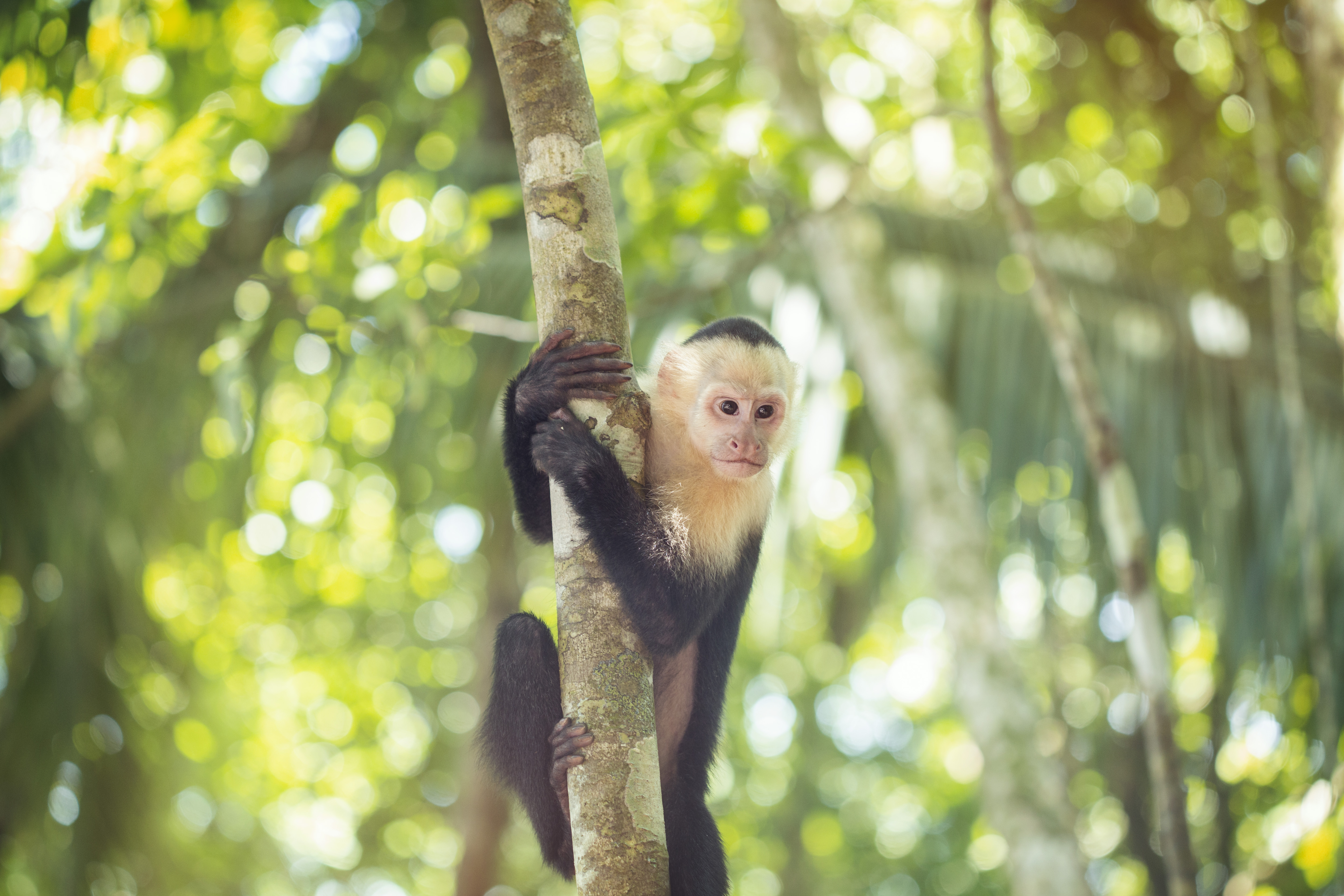 G Adventures Costa Rica Capuchin