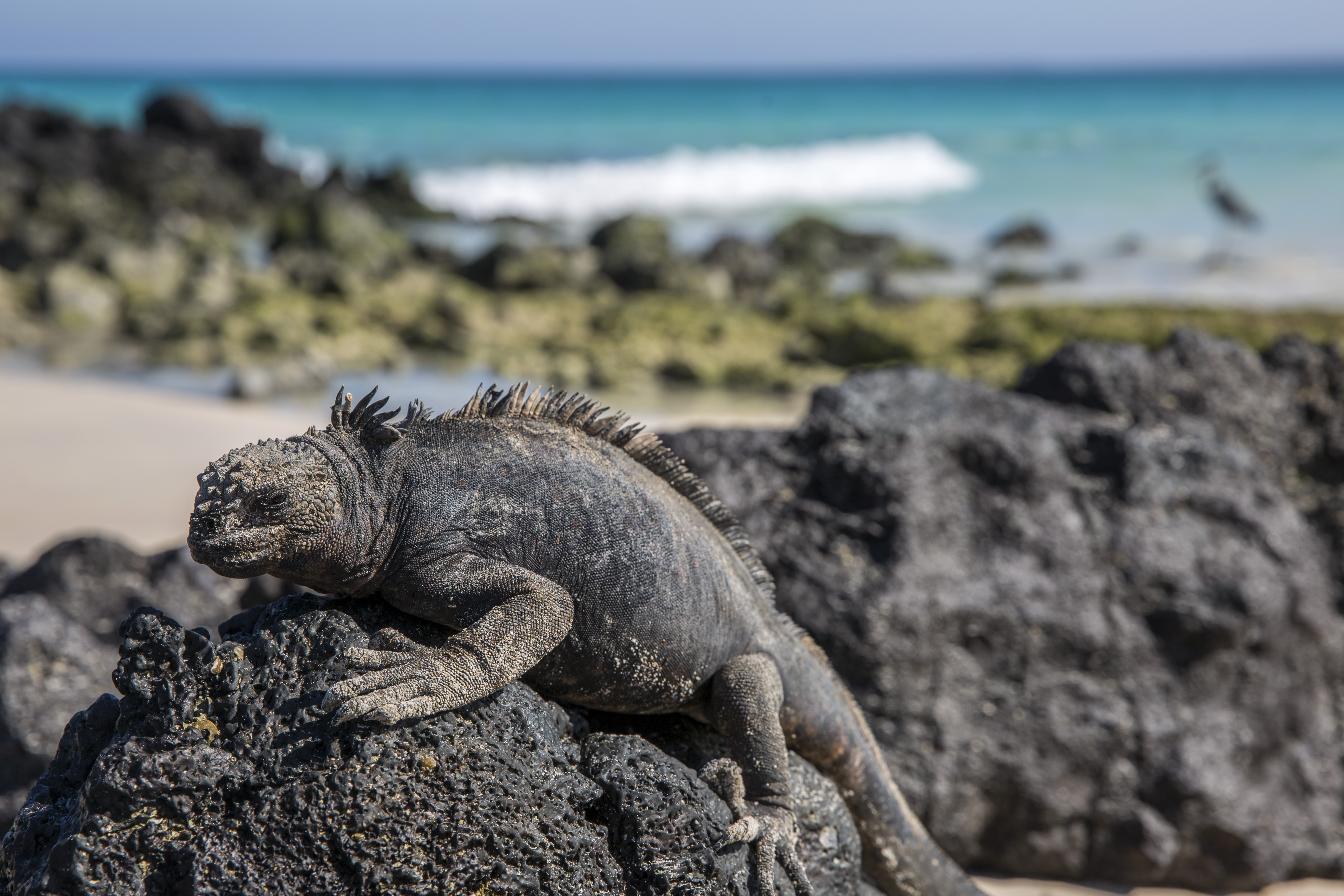 G Adventures Galapagos marine iguana
