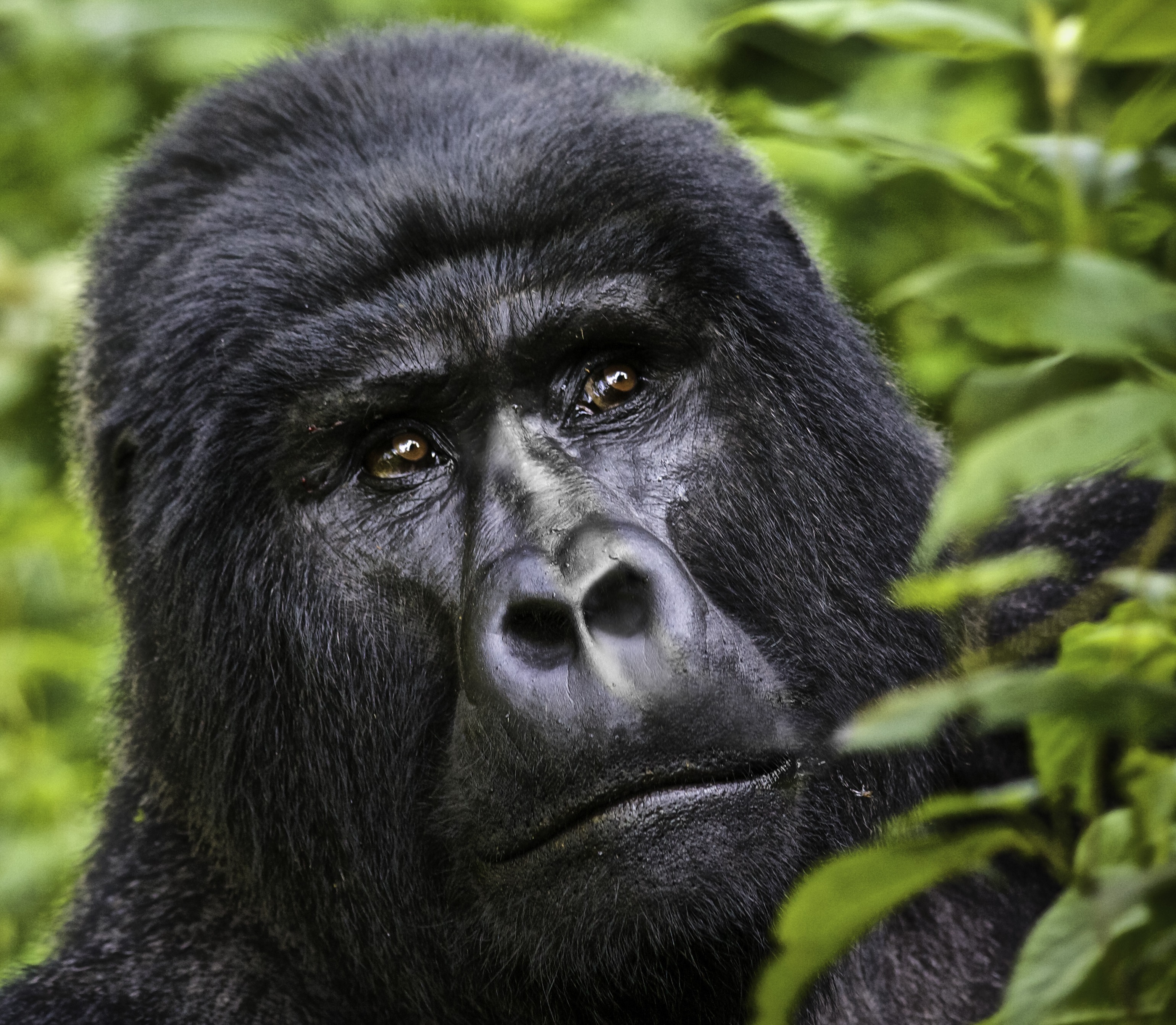 G Adventures Uganda Gorilla