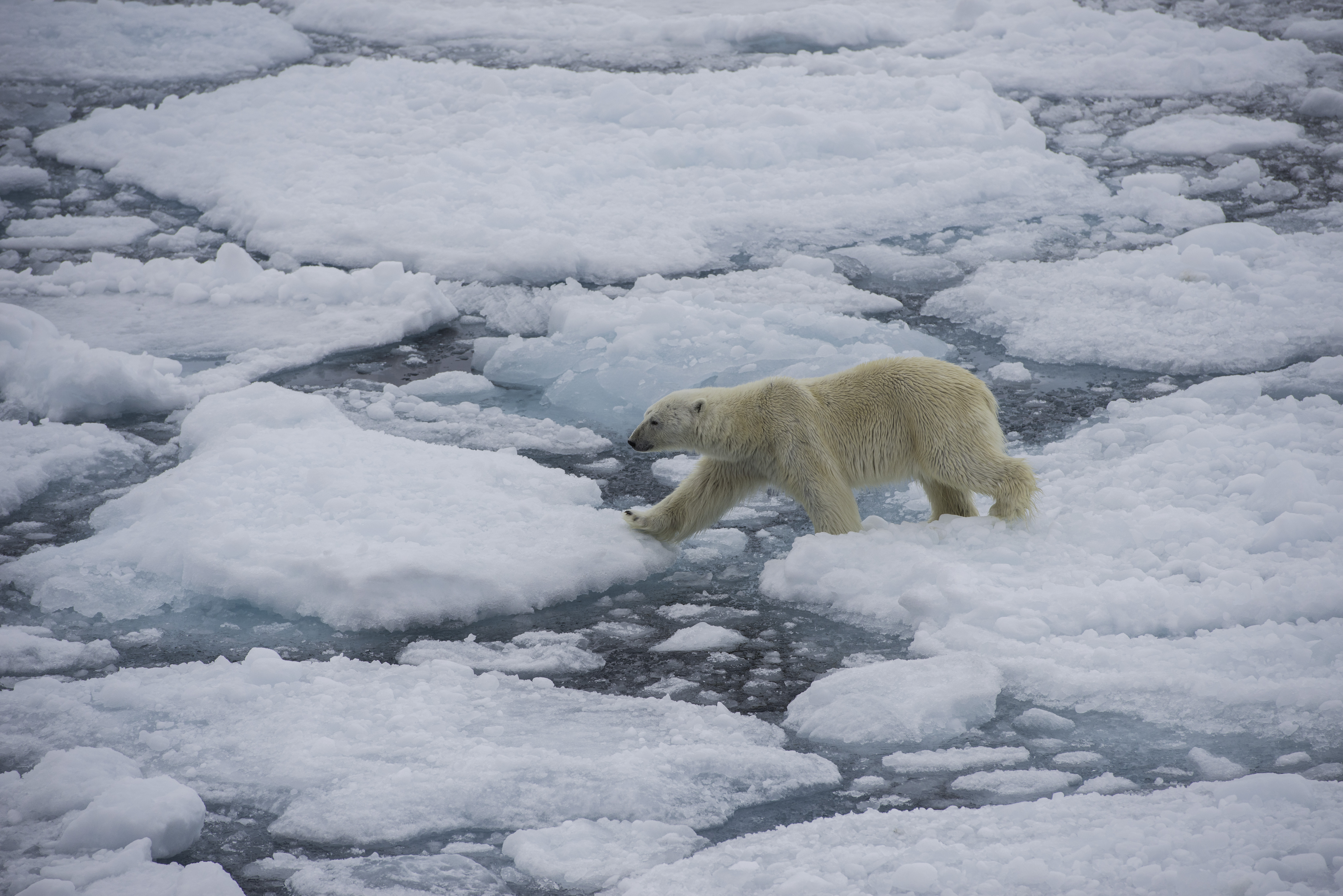 G Adventures Polar Bear