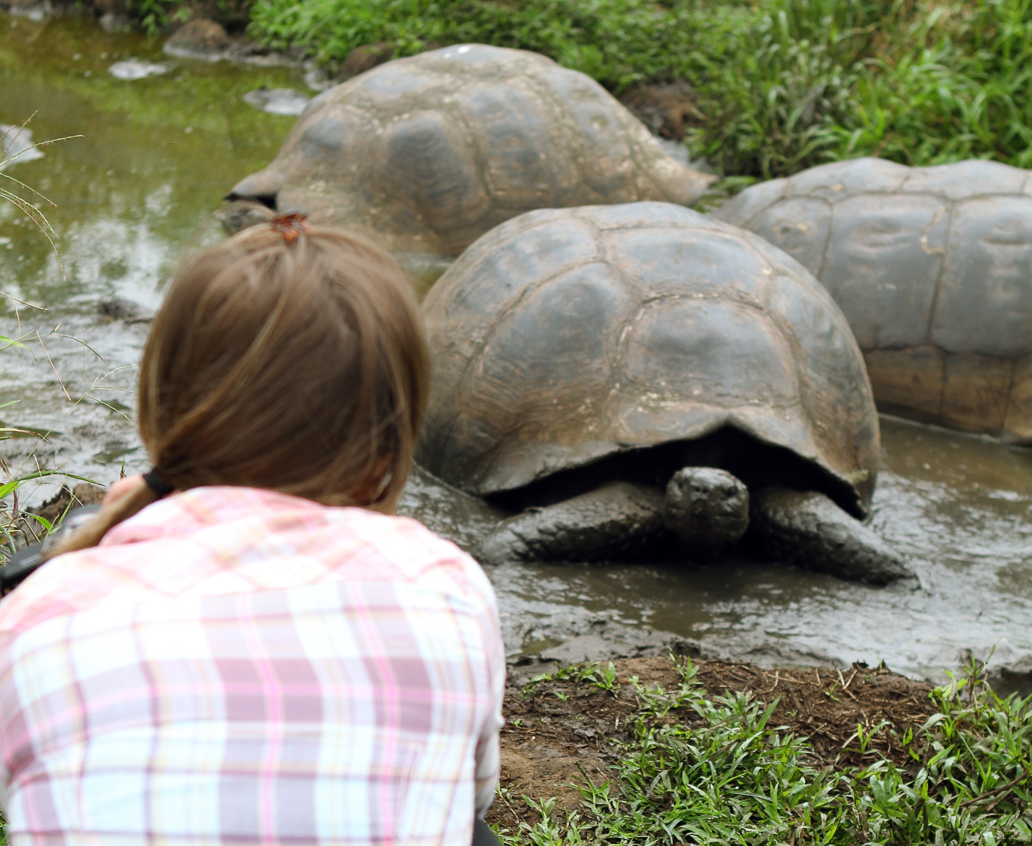 G Adventures Galapagos giant tortoise