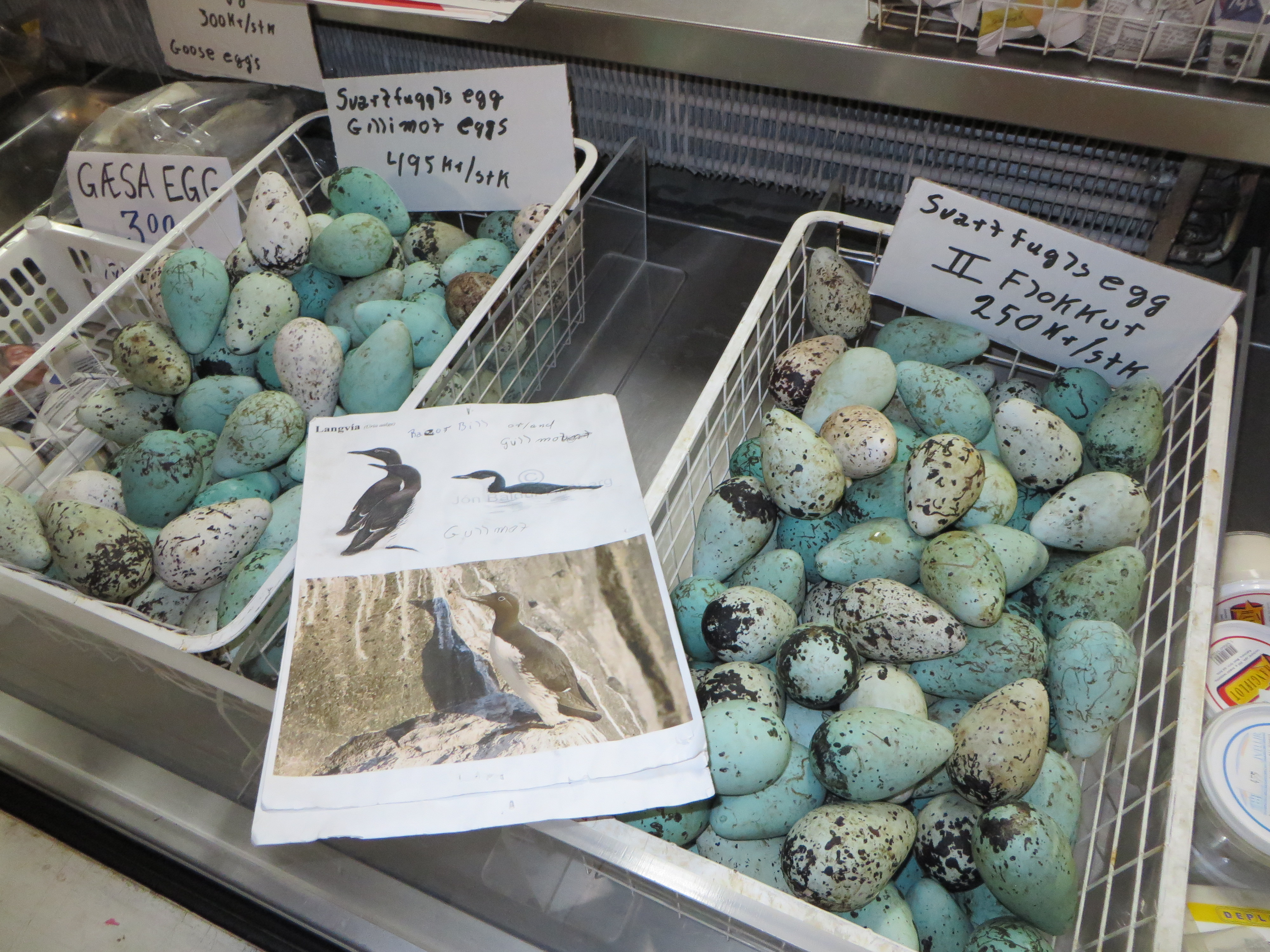 Sea-bird eggs Iceland