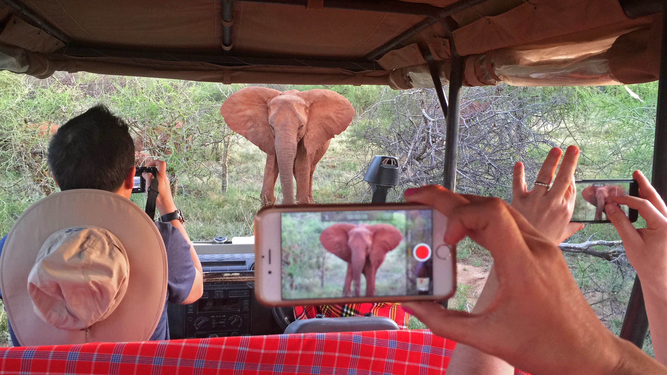 South Africa Kruger safari