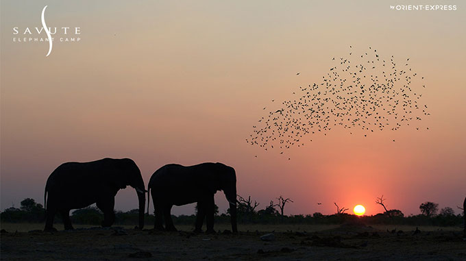 Elephant Camp